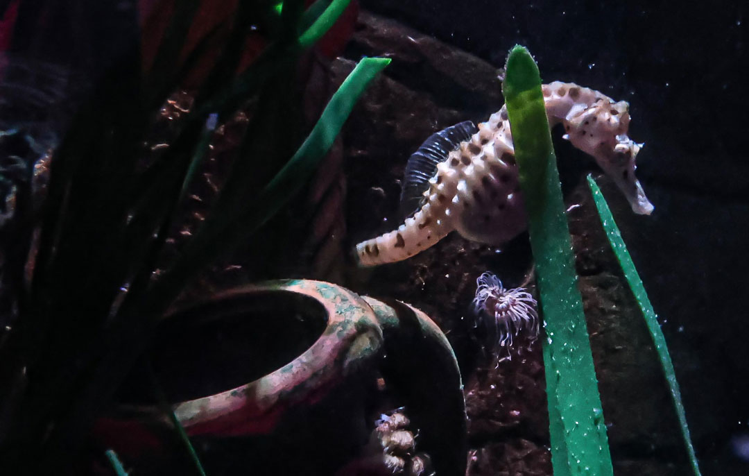 SeaLife ErwachsenenHospizDienstDunkelbunt Seepferdchen
